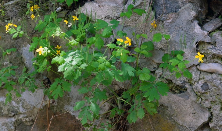 Chelidonium majus L., 1753