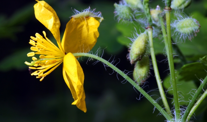 Chelidonium majus L., 1753