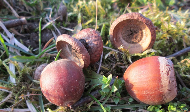 Quercus rubra