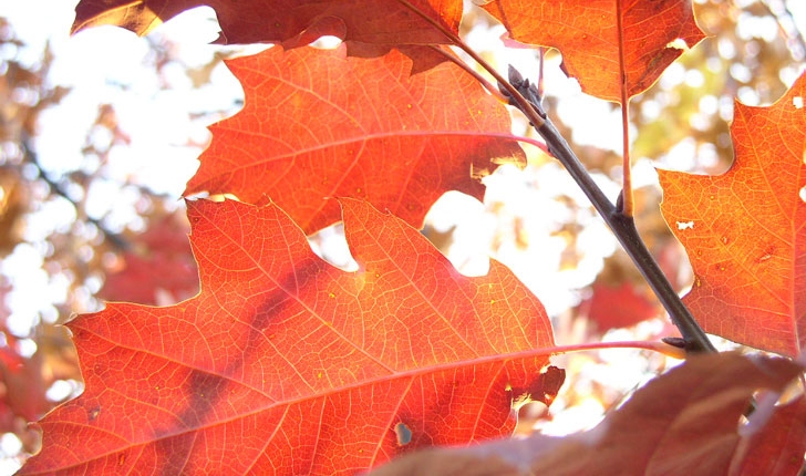Quercus rubra