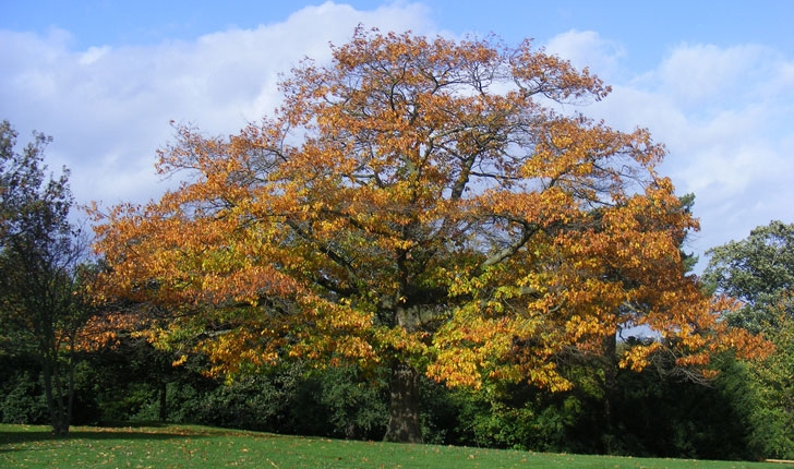 Quercus rubra