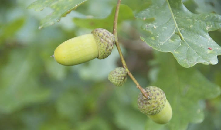 Quercus pubescens (Wild, 1805)