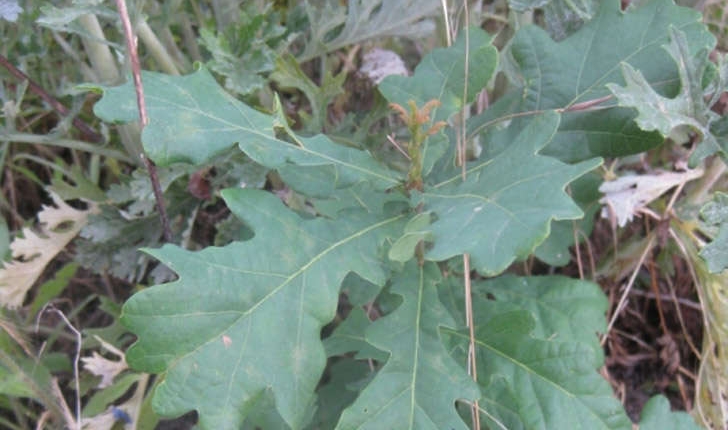 Quercus pubescens (Wild, 1805)