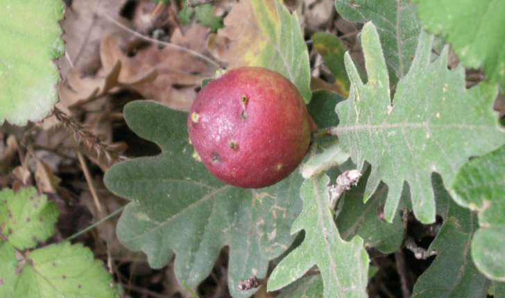 Quercus pyrenaica (Willd., 1805)