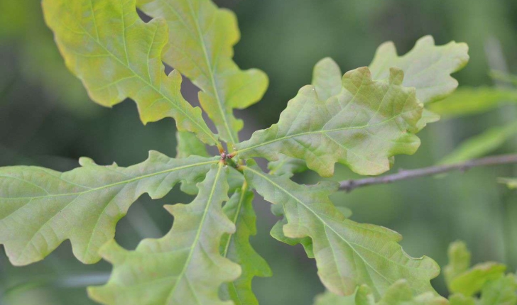 Quercus robur (L., 1753)
