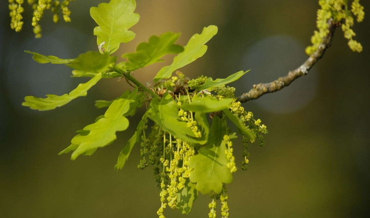 Quercus robur (L., 1753)