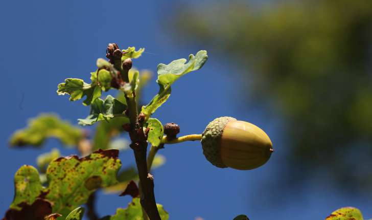 Quercus robur (L., 1753)