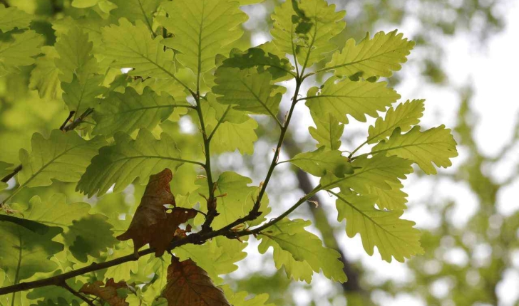 Quercus petraea (Liebl., 1784)