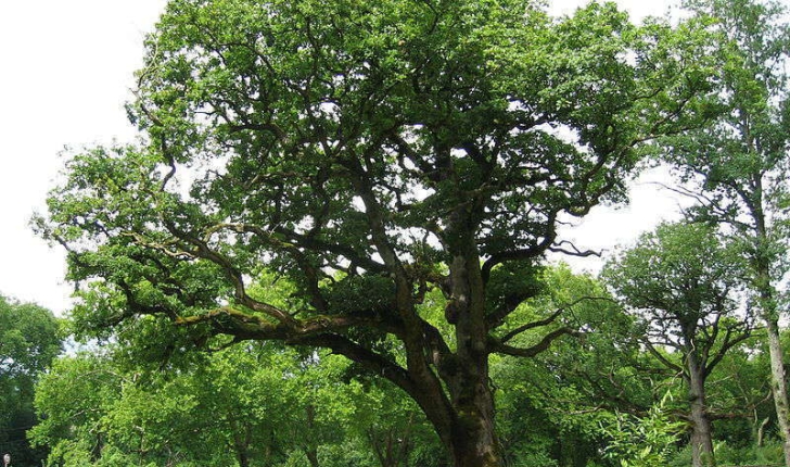 Quercus petraea (Liebl., 1784)