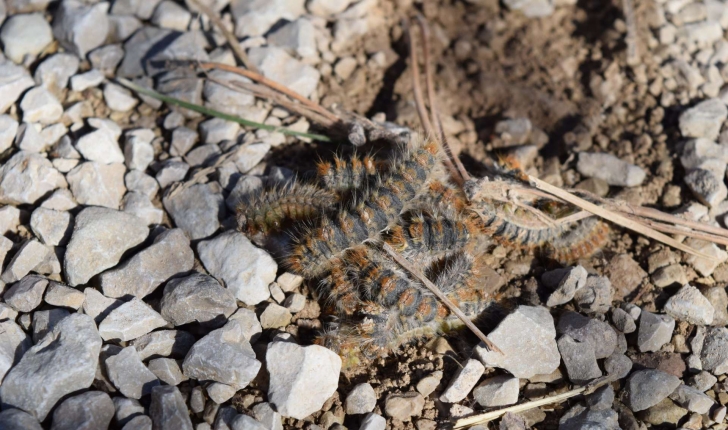 Thaumetopoea pityocampa (Denis & Schiffermüller, 1775)