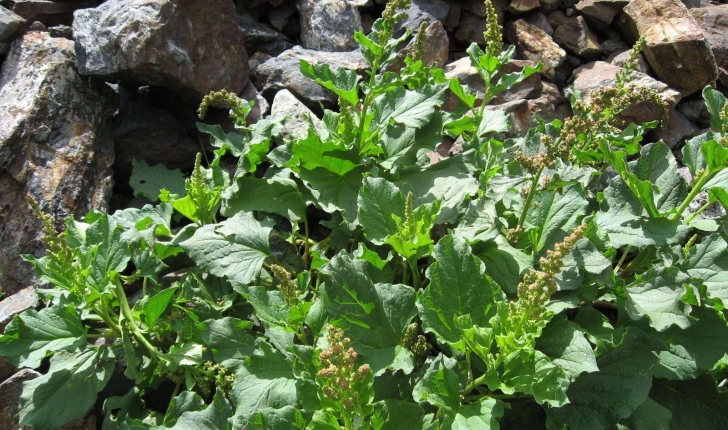Blitum bonus-henricus (C.A.Mey., 1829)