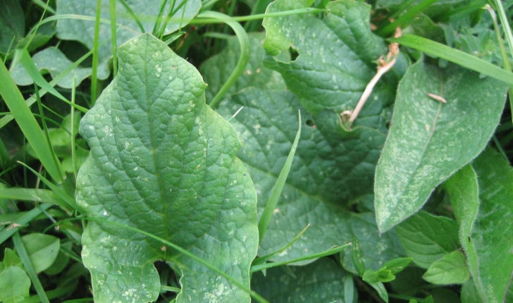 Blitum bonus-henricus (C.A.Mey., 1829)