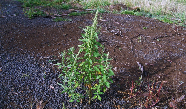 Chenopodium album L., 1753