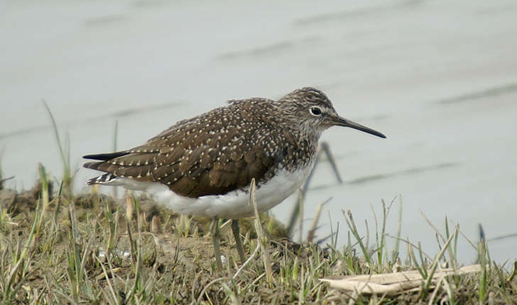 Tringa ochropus (Linné, 1758)