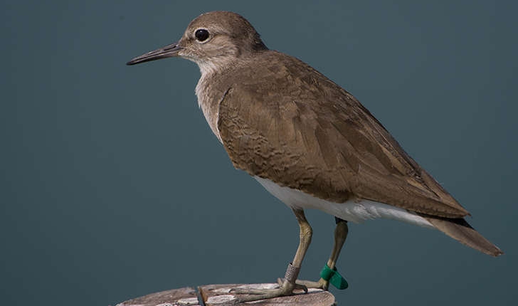 Actitis hypoleucos (Linnaeus 1758)