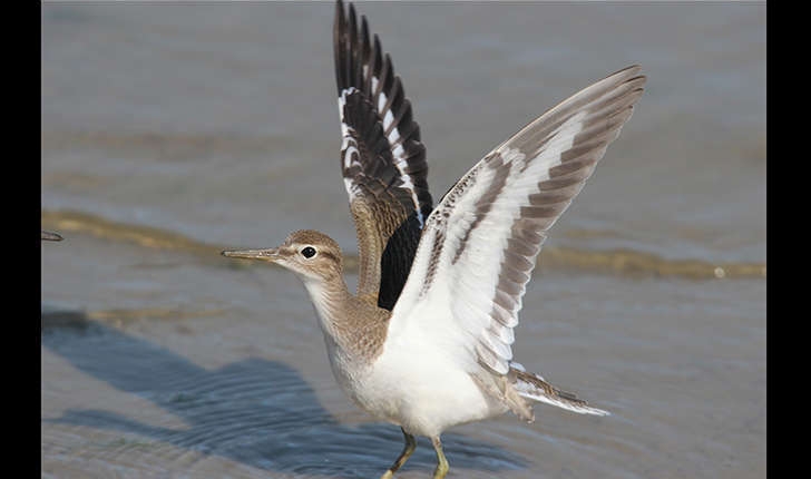 Actitis hypoleucos (Linnaeus 1758)