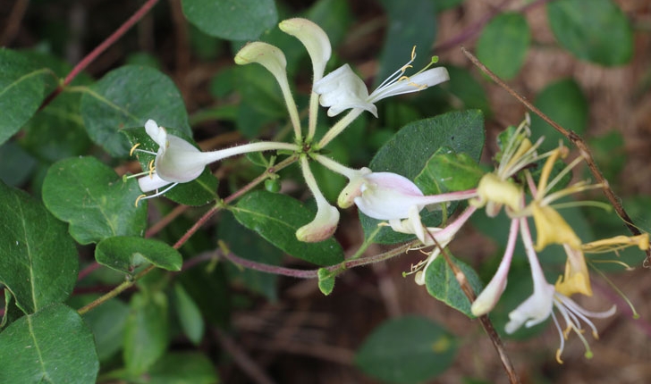 Lonicera periclymenum