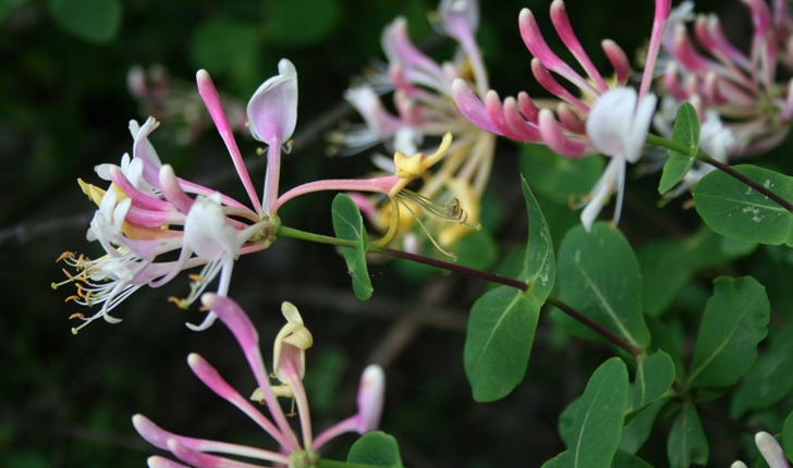 Lonicera etrusca Santi