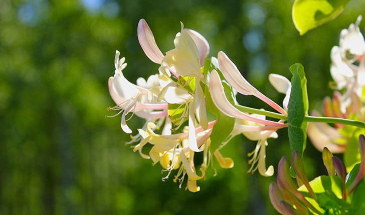 Lonicera caprifolium (L., 1753)