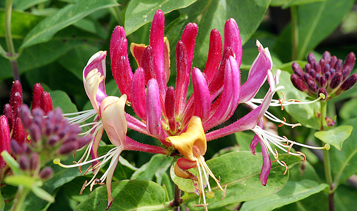 Lonicera caprifolium (L., 1753)