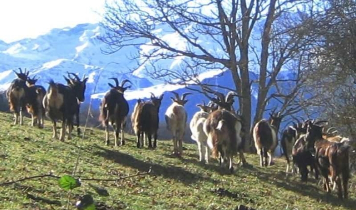 Capra hircus 
