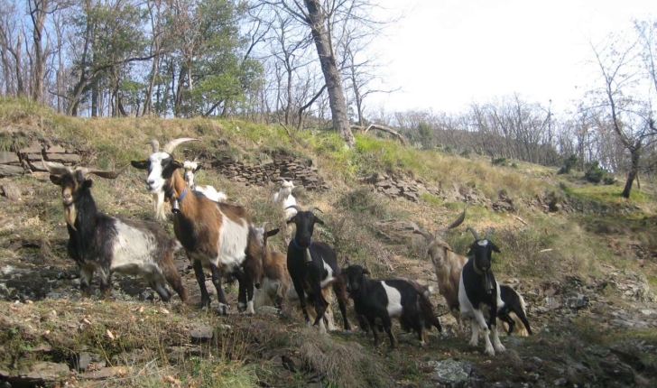 Capra hircus 