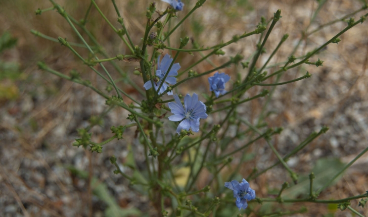 Cichorium intybus (Linné, 1753)