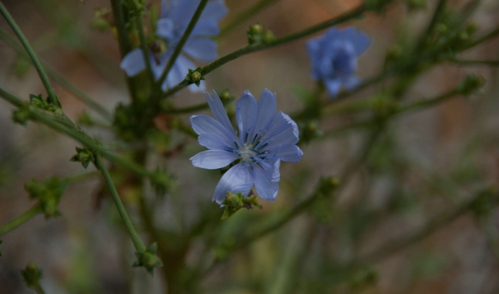 Cichorium intybus (Linné, 1753)