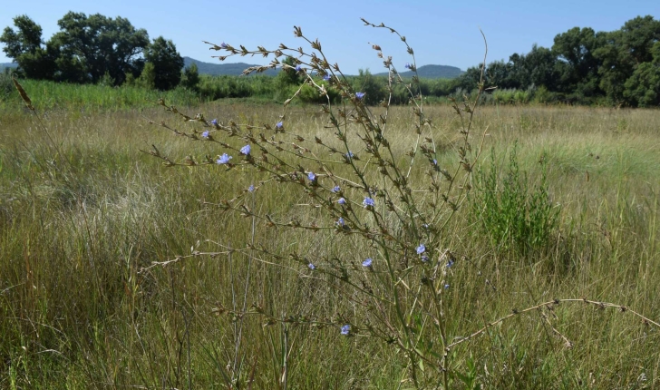 Cichorium intybus (Linné, 1753)