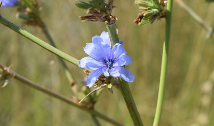 Cichorium intybus (Linné, 1753)