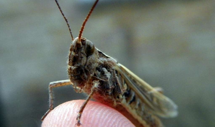 Chorthippus brunneus (Thunberg, 1815)