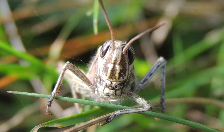 Chorthippus brunneus (Thunberg, 1815)