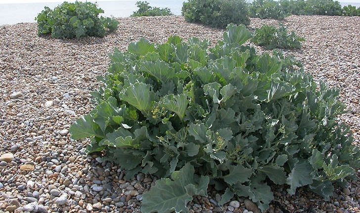 Crambe maritima (L., 1753)