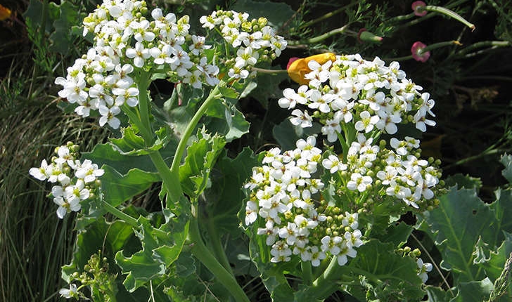 Crambe maritima (L., 1753)