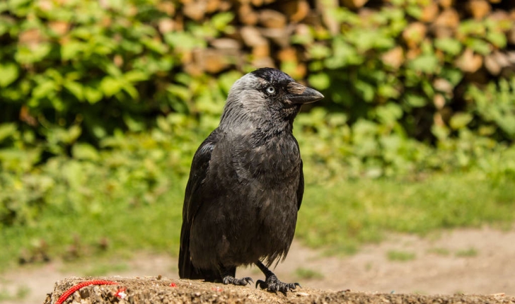 Corvus monedula  (Linné, 1758)