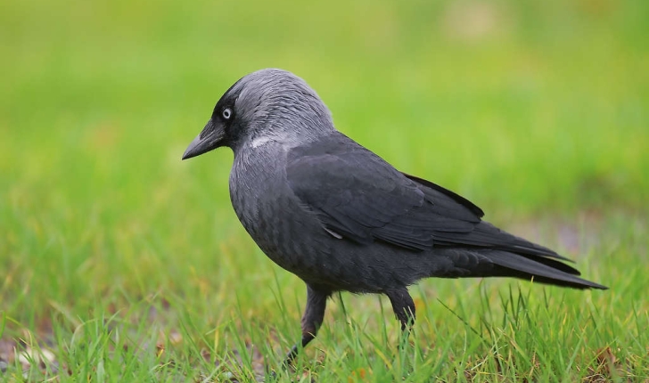Corvus monedula  (Linné, 1758)