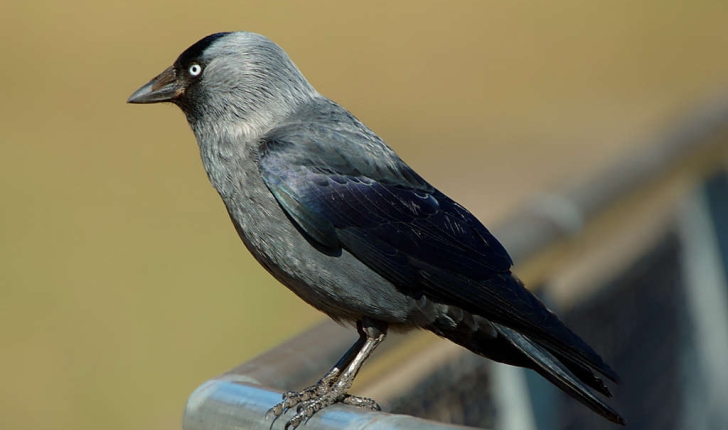 Corvus monedula  (Linné, 1758)