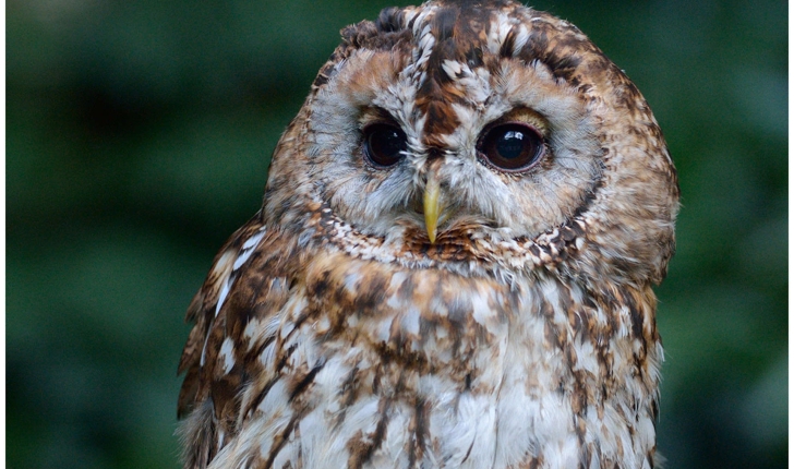 Strix aluco (Linnaeus, 1758)