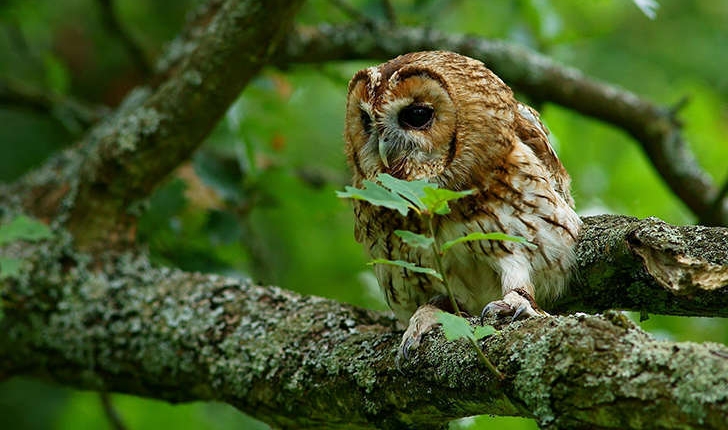 Strix aluco (Linnaeus, 1758)