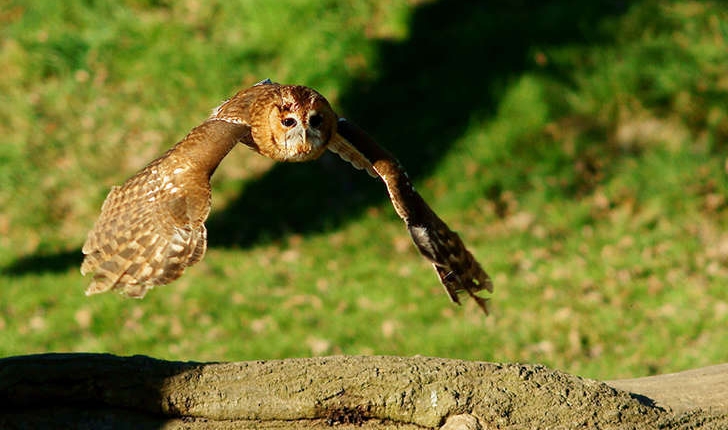 Strix aluco (Linnaeus, 1758)
