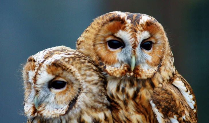 Strix aluco (Linnaeus, 1758)