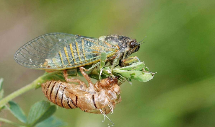 cicadetta montana (Scopoli, 1172)