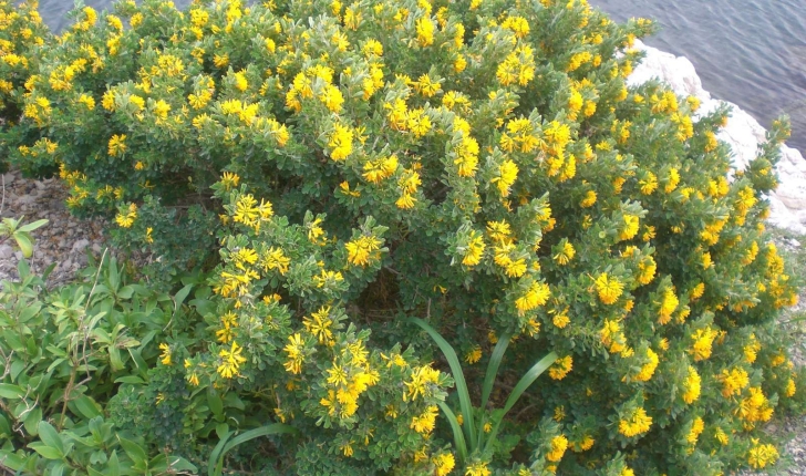 Medicago arborea (Linné, 1753)