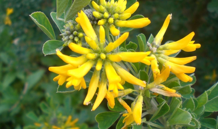 Medicago arborea (Linné, 1753)