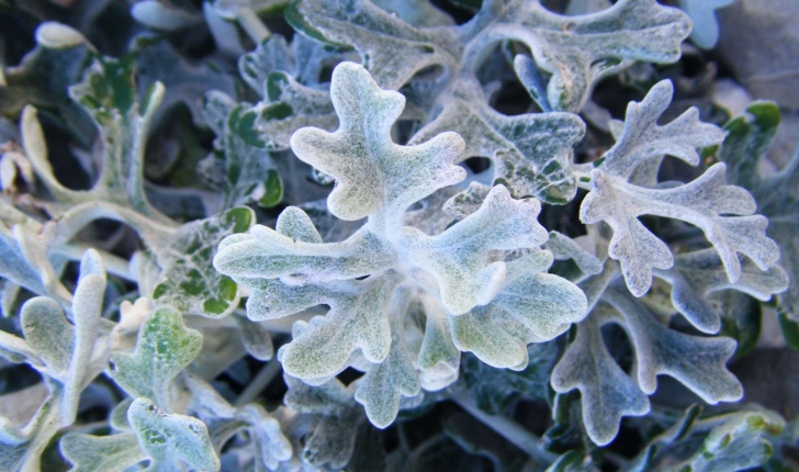 Senecio cineraria (A. Pyr. De Candolle, 1805)