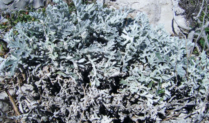 Senecio cineraria (A. Pyr. De Candolle, 1805)