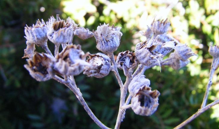 Senecio cineraria (A. Pyr. De Candolle, 1805)