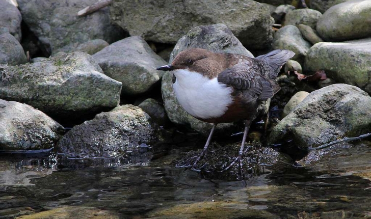 Cinclus cinclus (Linnaeus, 1758)