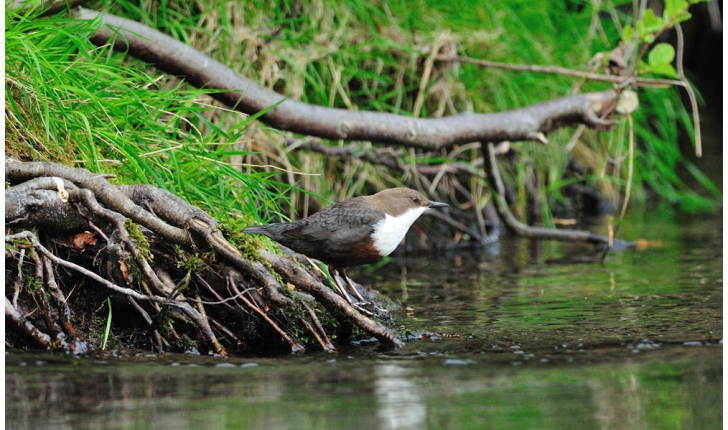 Cinclus cinclus (Linnaeus, 1758)