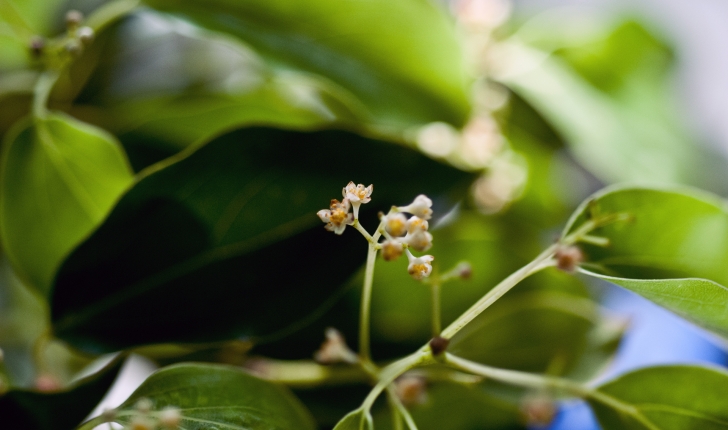 Cinnamomum camphora L.